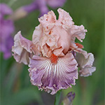 Plants: image 1 0f 16 thumb