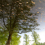 Plants: image 2 0f 16 thumb