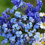 Plants: image 4 0f 16 thumb