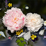 Plants: image 2 0f 16 thumb