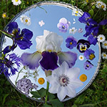 Plants: image 3 0f 16 thumb